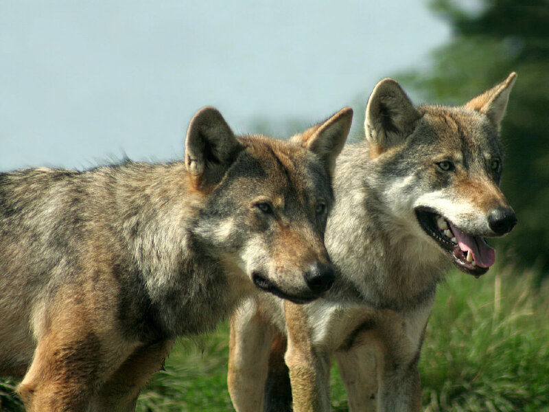 Two Wolves in Grass