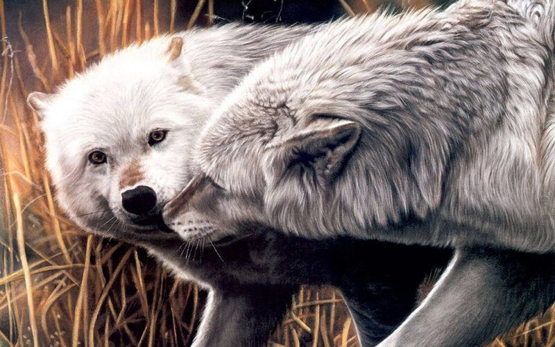 Two Wolves in Grass — White, Natural, Illustration