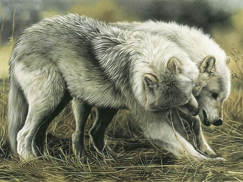Two Wolves in Grass — White, Natural, Painting