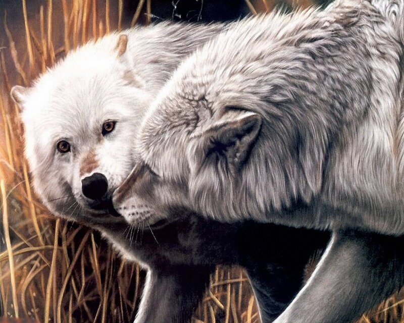 Two Wolves in Grass — White, Natural