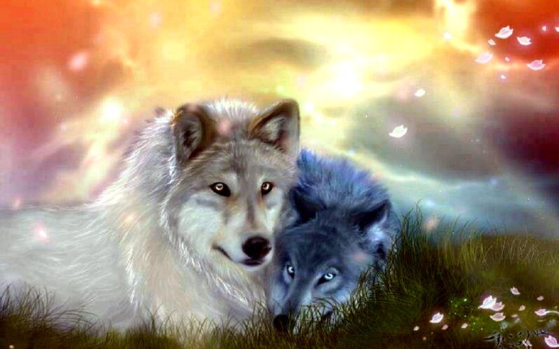 Two Wolves in Grass — White, Serene, Sunset