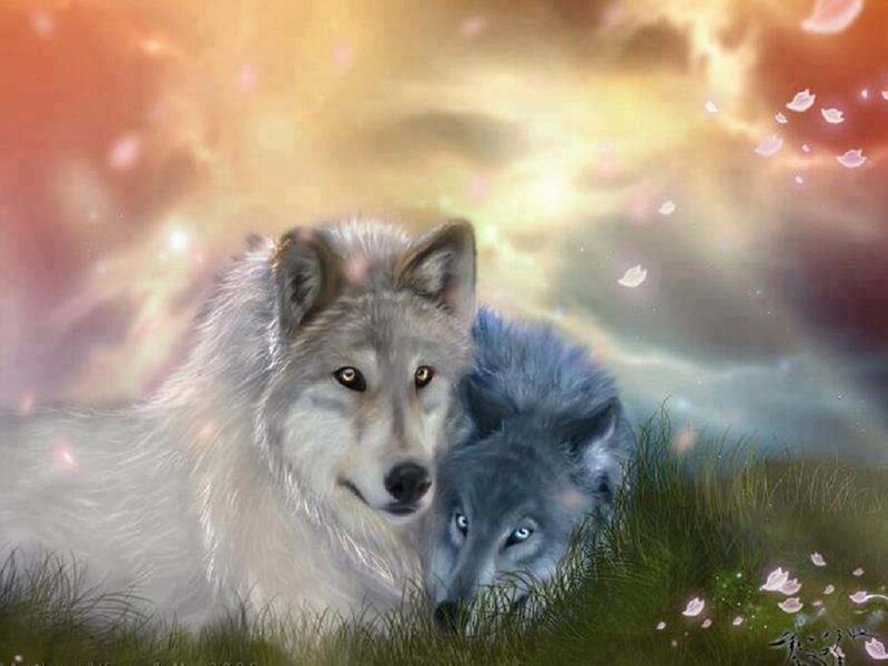 Two Wolves in Grass — White, Serene