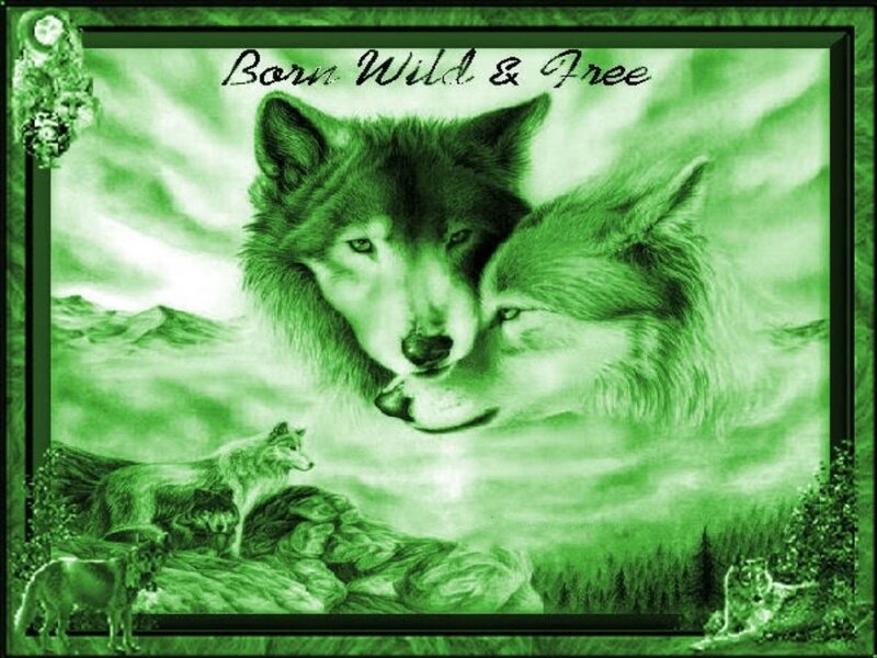 Two Wolves in Landscape