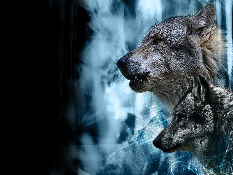 Two Wolves in Mist