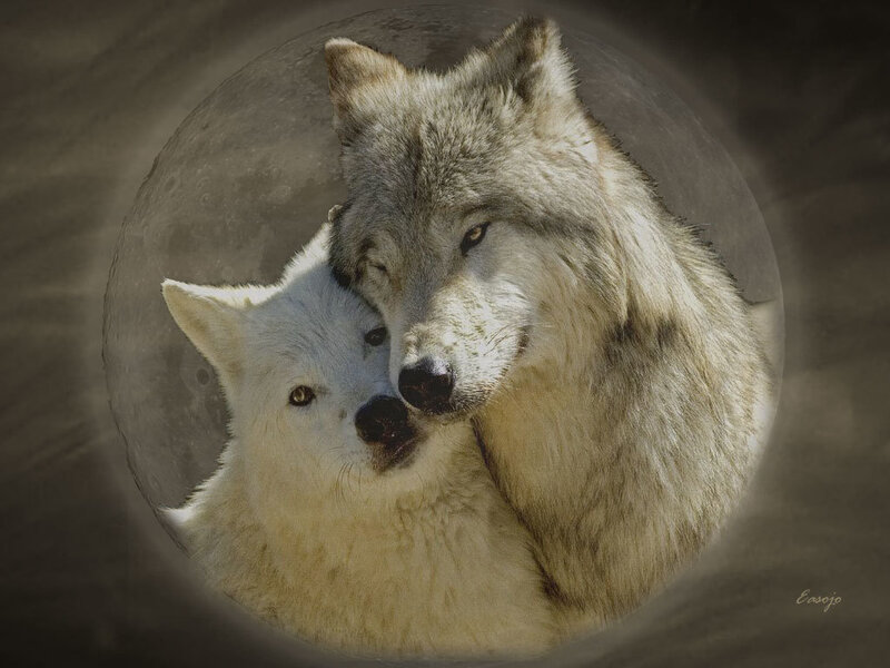 Two wolves in moonlight