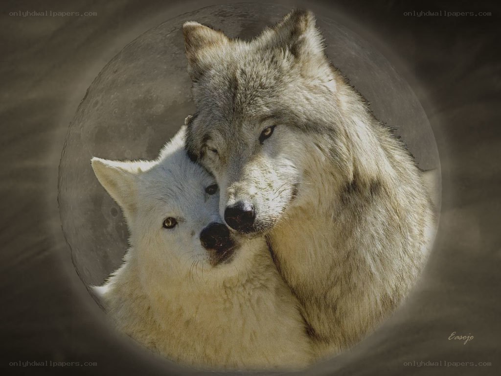Two wolves in moonlight