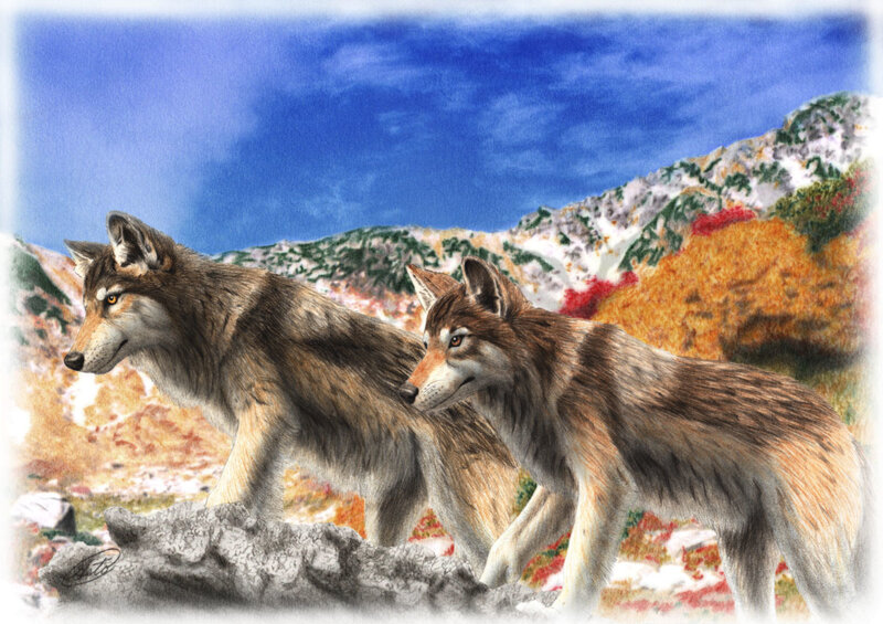 Two Wolves in Mountains — Blue