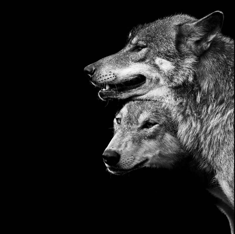 Two Wolves in Profile — Black