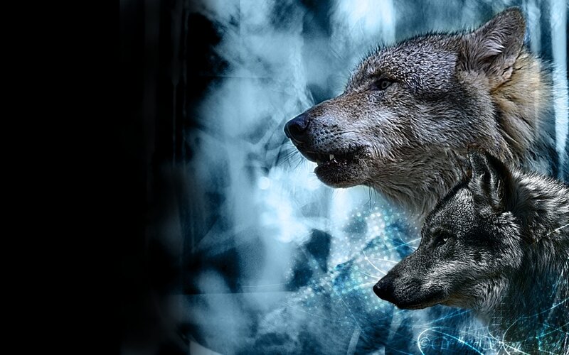 Two Wolves in Profile — Blue