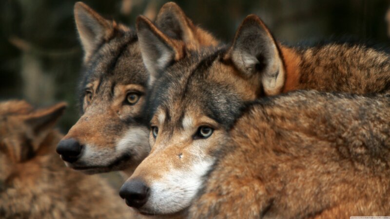 Two Wolves in Profile — Brown