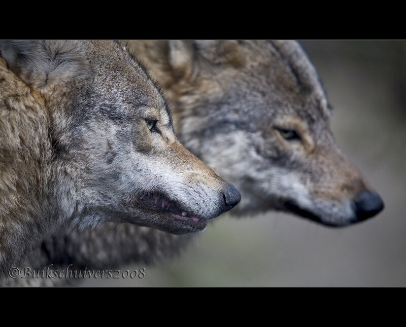 Two Wolves in Profile — Gray, Alert