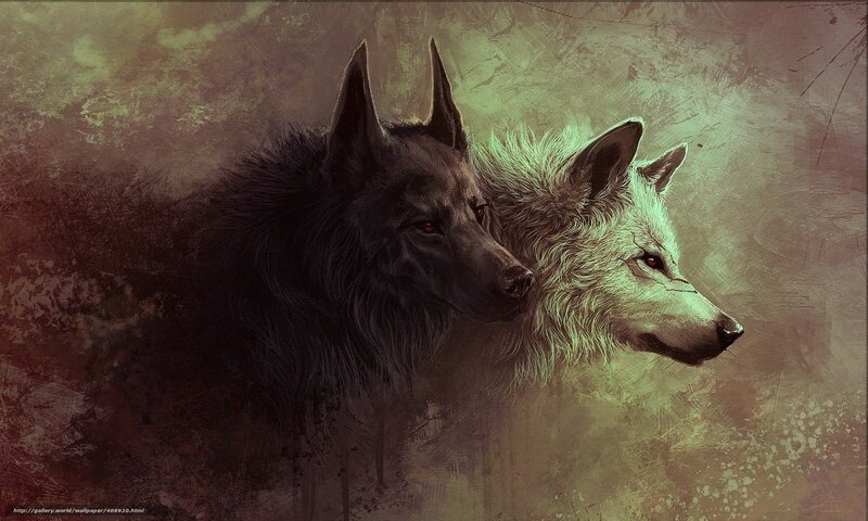 two wolves in profile