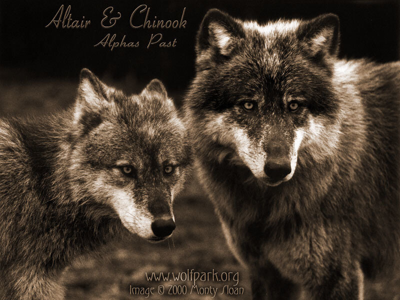 Two Wolves in Sepia