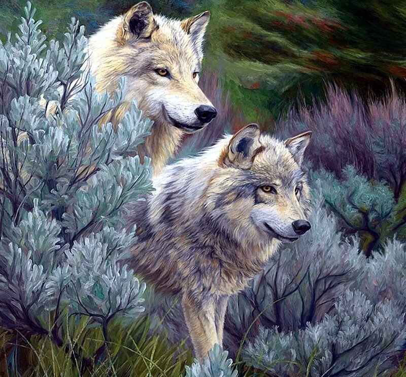 Two Wolves in Shrubs