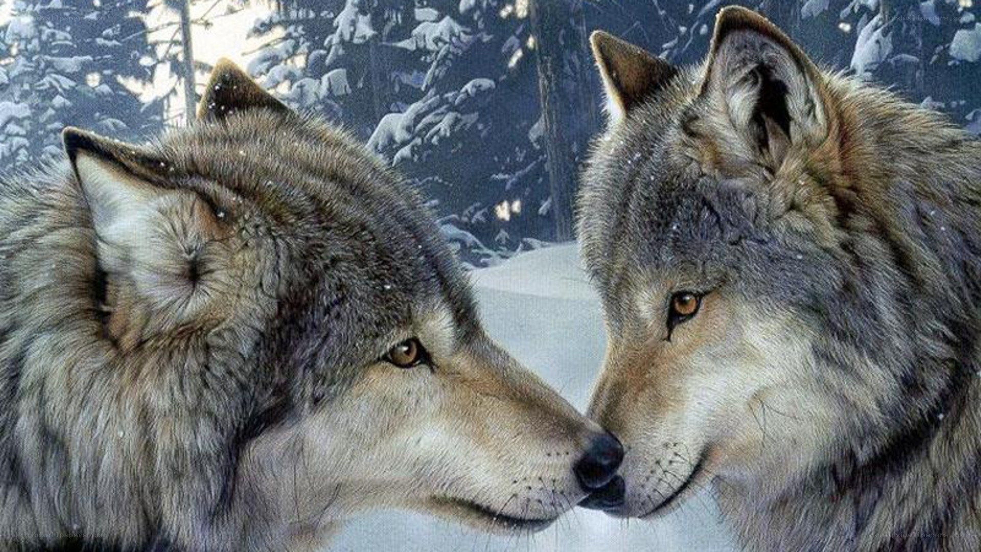 two wolves in snow