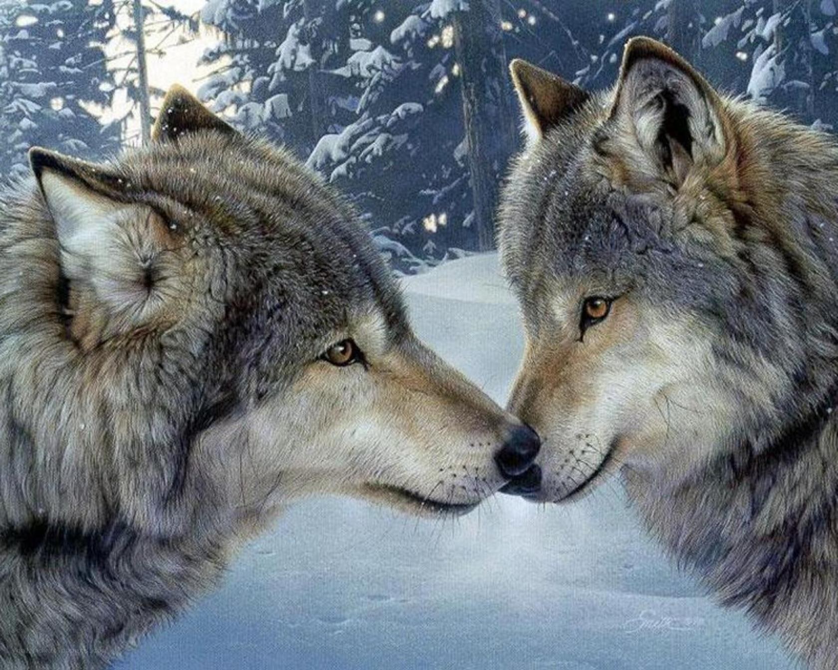 Two wolves in snow