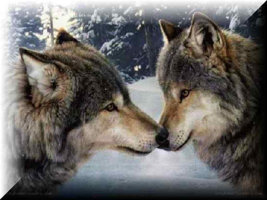 two wolves in snow