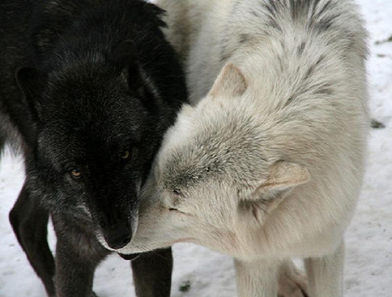 two wolves in snow