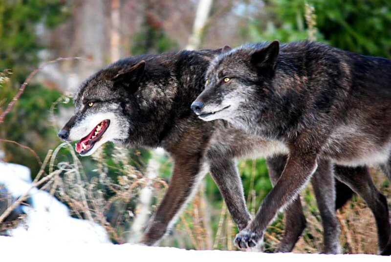Two Wolves in Snow — Black, Alert