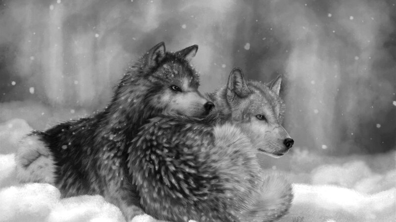 Two Wolves in Snow — Black, Serene