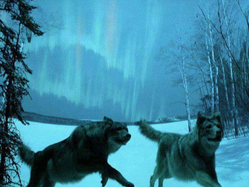 Two Wolves in Snow — Blue, Cold