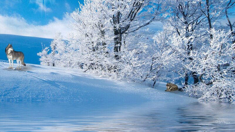 Two Wolves in Snow — Blue, Serene, Winter