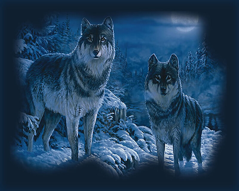 Two Wolves in Snow — Blue