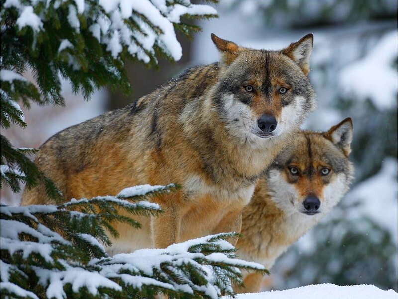 Two Wolves in Snow — Brown, Alert