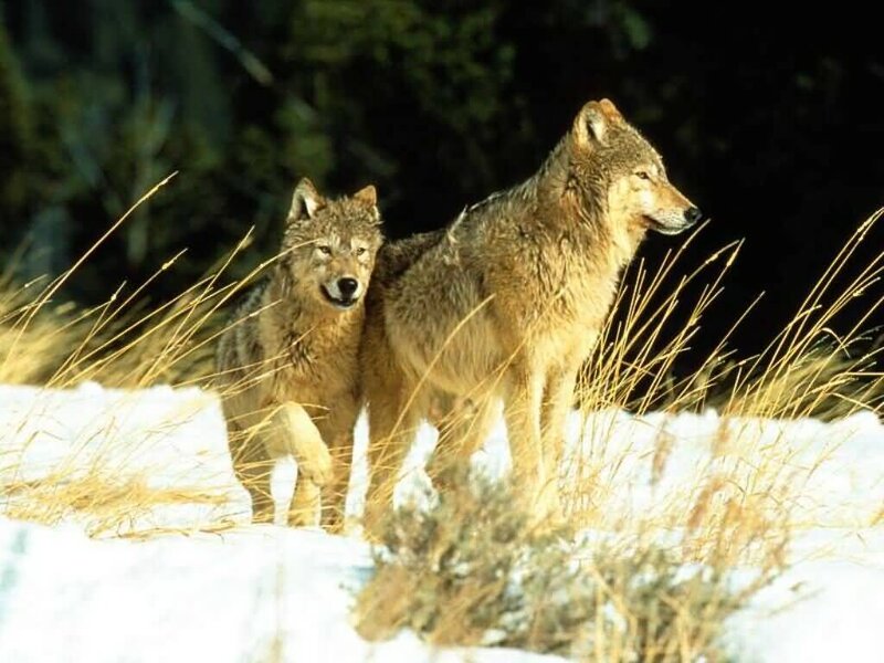 Two Wolves in Snow — Brown, Alert, Winter, Photograph, Grass