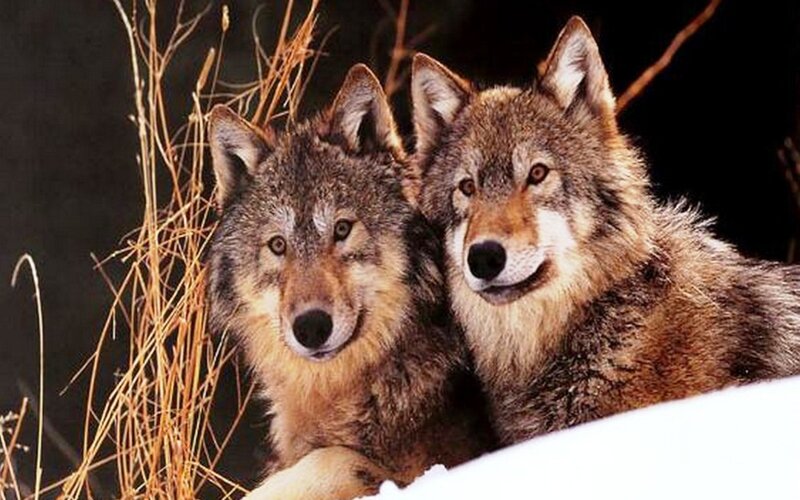 Two Wolves in Snow — Brown, Alert, Winter, Photograph