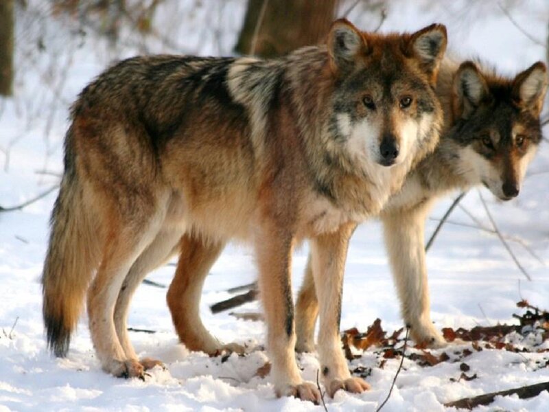 Two Wolves in Snow — Brown, Alert, Winter, Photograph, Trees