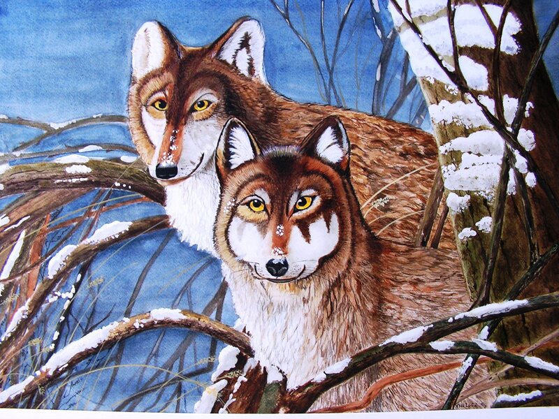 Two Wolves in Snow — Brown, Alert, Winter