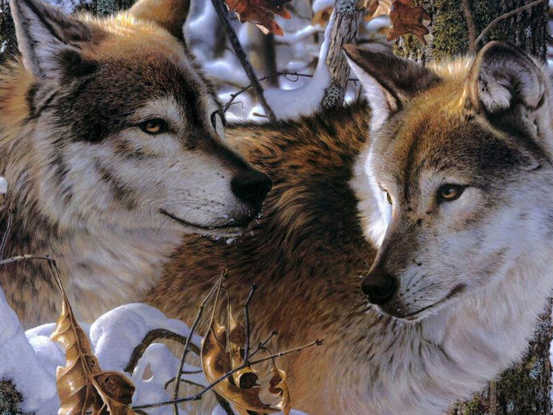 Two Wolves in Snow — Brown, Calm, Winter, Photograph, Leaves