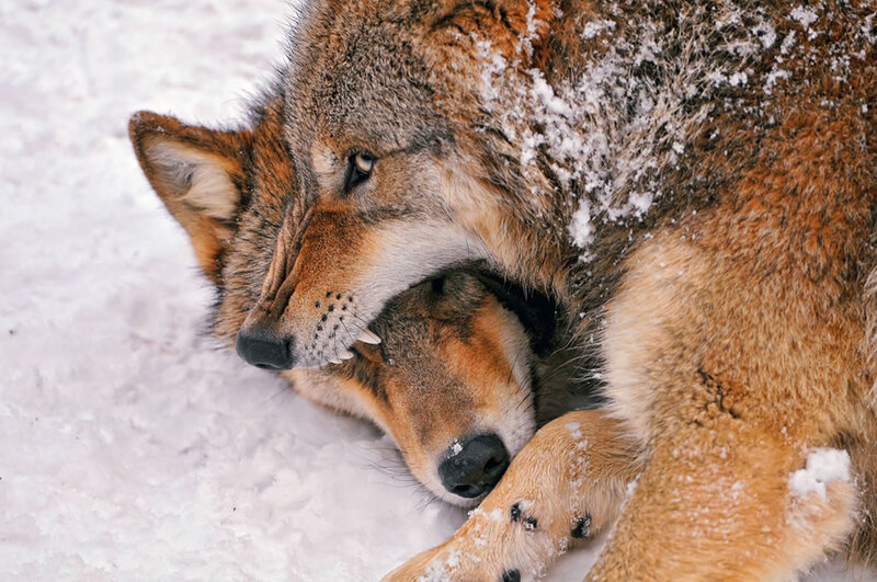 Two Wolves in Snow — Brown, Calm, Winter, Photograph