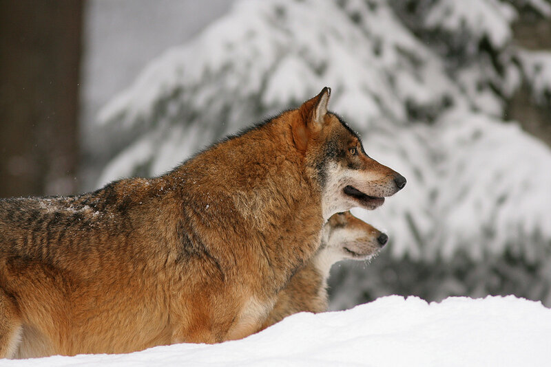 Two Wolves in Snow — Brown, Calm, Winter, Photograph, Trees, Forest
