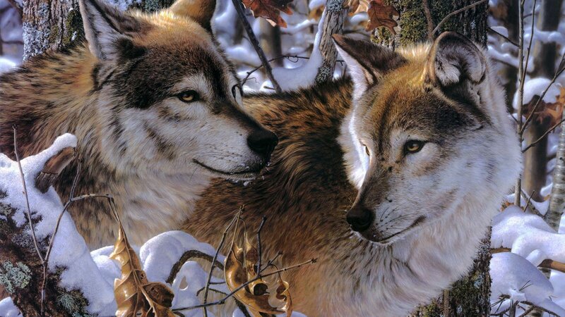 Two Wolves in Snow — Brown, Calm, Winter, Photograph, Trees, Leaves
