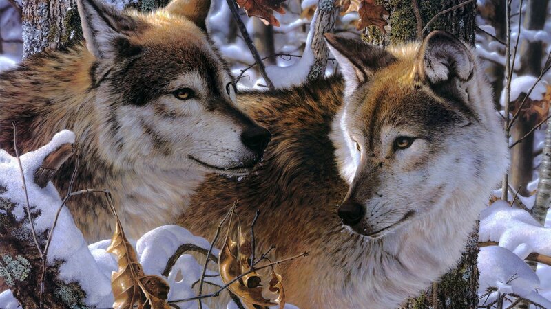 Two Wolves in Snow — Brown, Calm, Winter, Photograph, Trees, Leaves, White, Black