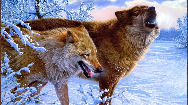 Two Wolves in Snow — Brown, Dramatic, Winter