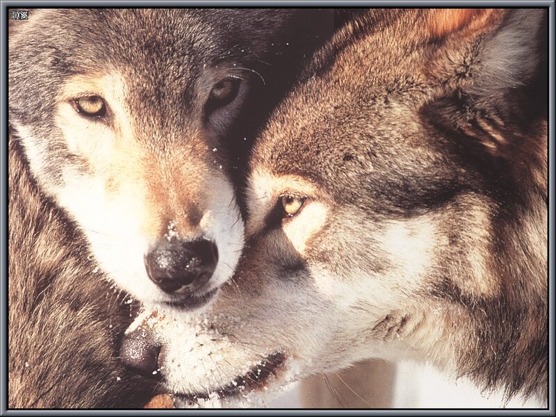 Two Wolves in Snow — Brown, Intense