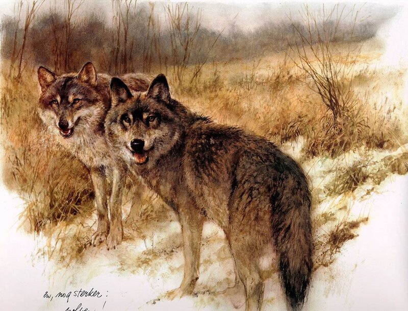Two Wolves in Snow — Brown, Natural