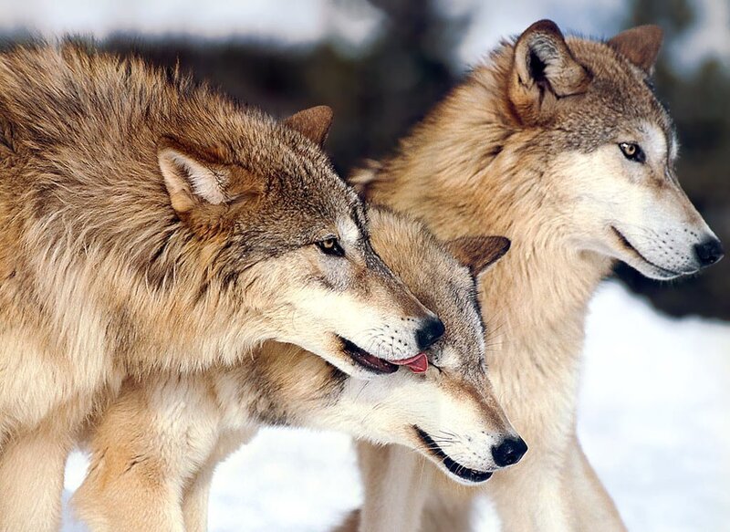 Two Wolves in Snow — Brown