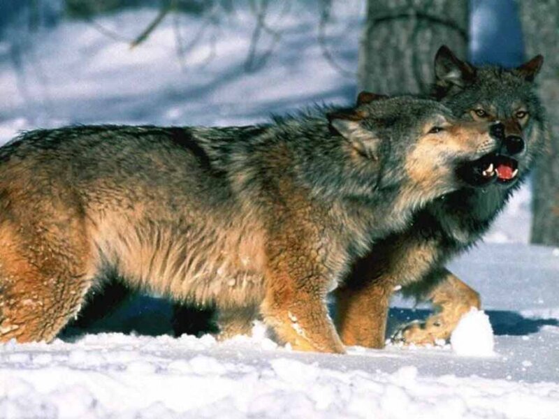 Two Wolves in Snow — Gray, Alert