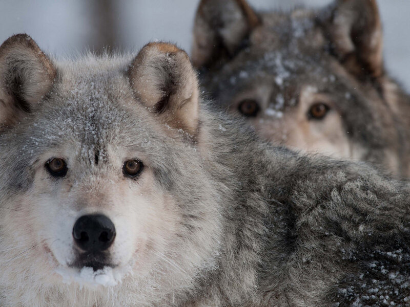 Two Wolves in Snow — Gray, Alert, Winter, Photograph, Forest