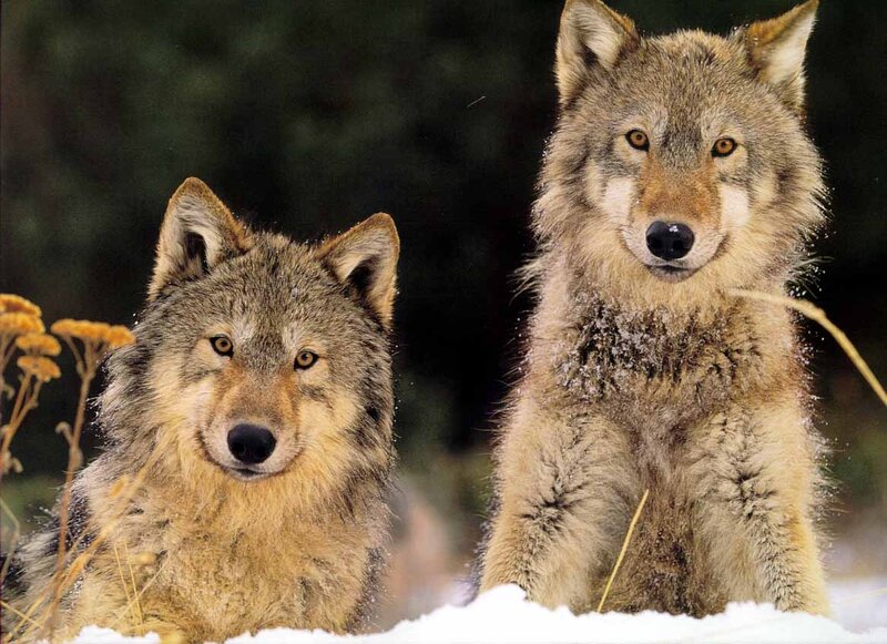 Two Wolves in Snow — Gray, Alert, Winter, Photograph, Plants