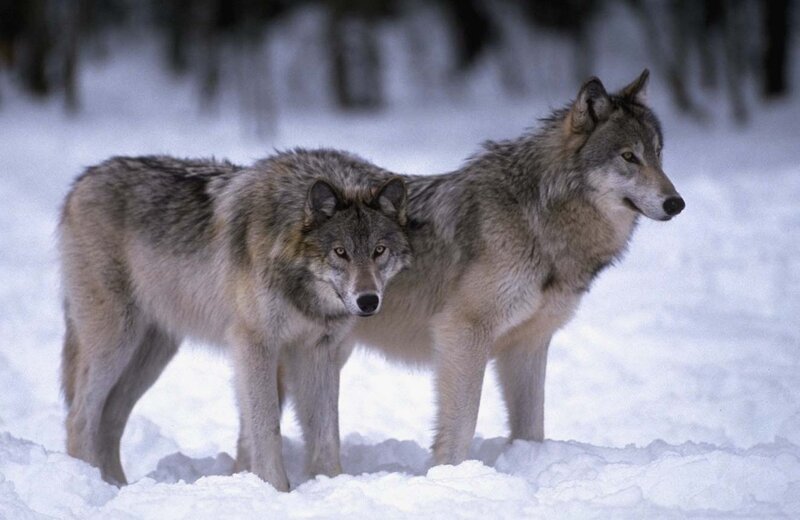 Two Wolves in Snow — Gray, Alert, Winter, Photograph