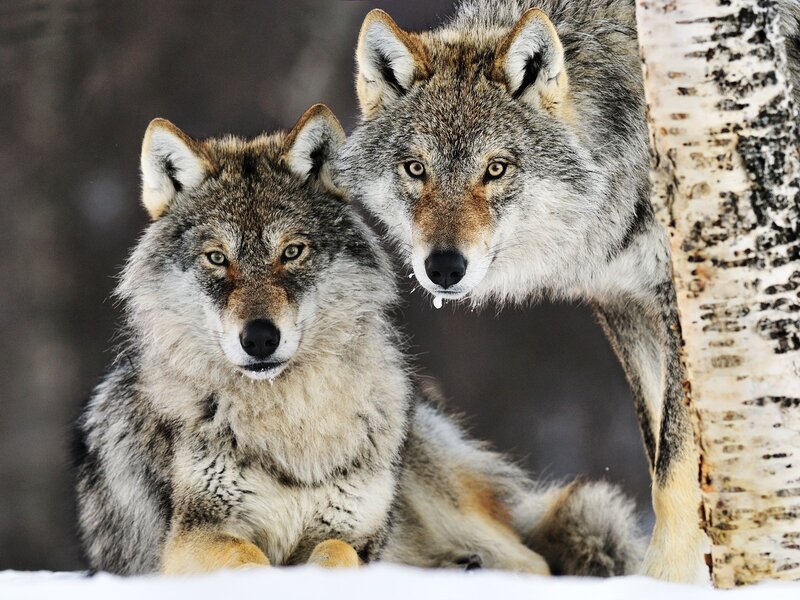Two Wolves in Snow — Gray, Alert, Winter, Photograph, Tree, Forest