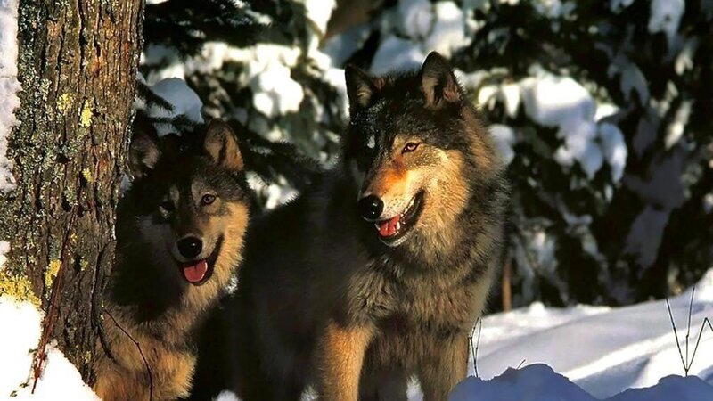 Two Wolves in Snow — Gray, Alert, Winter, Photograph, Tree