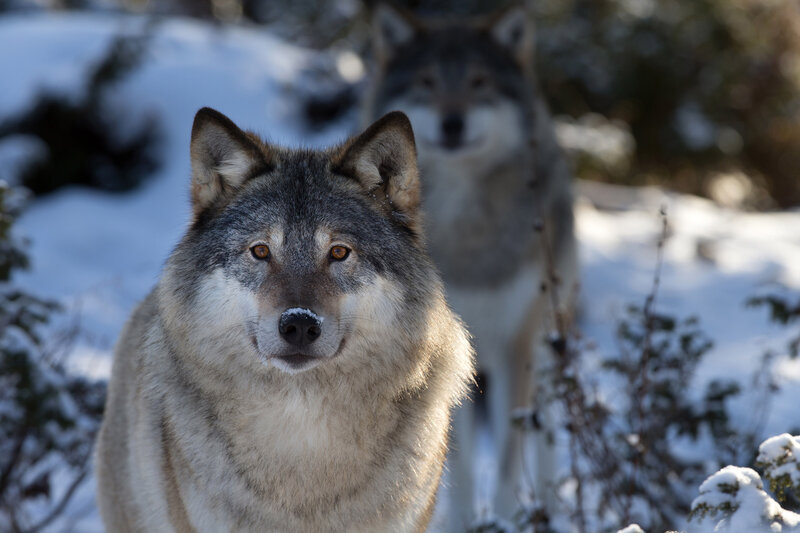 Two Wolves in Snow — Gray, Alert, Winter, Photograph, Trees, Forest