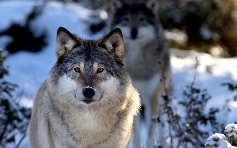 Two Wolves in Snow — Gray, Alert, Winter, Photograph, Trees