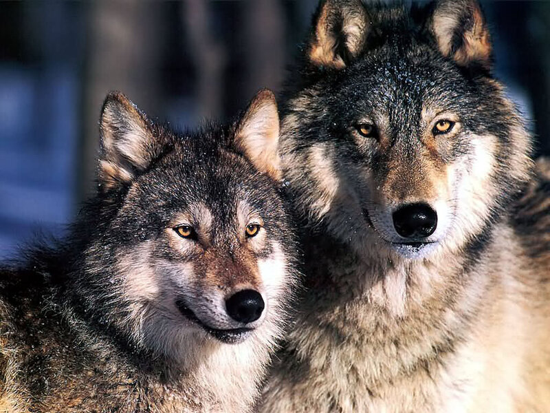 Two Wolves in Snow — Gray, Alert, Winter